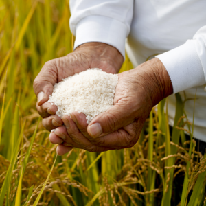 Reduce Arsenic Levels in Rice with Your Coffee Maker Image